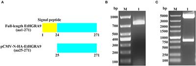 Transcriptomic analysis of LMH cells in response to the overexpression of a protein of Eimeria tenella encoded by the locus ETH_00028350